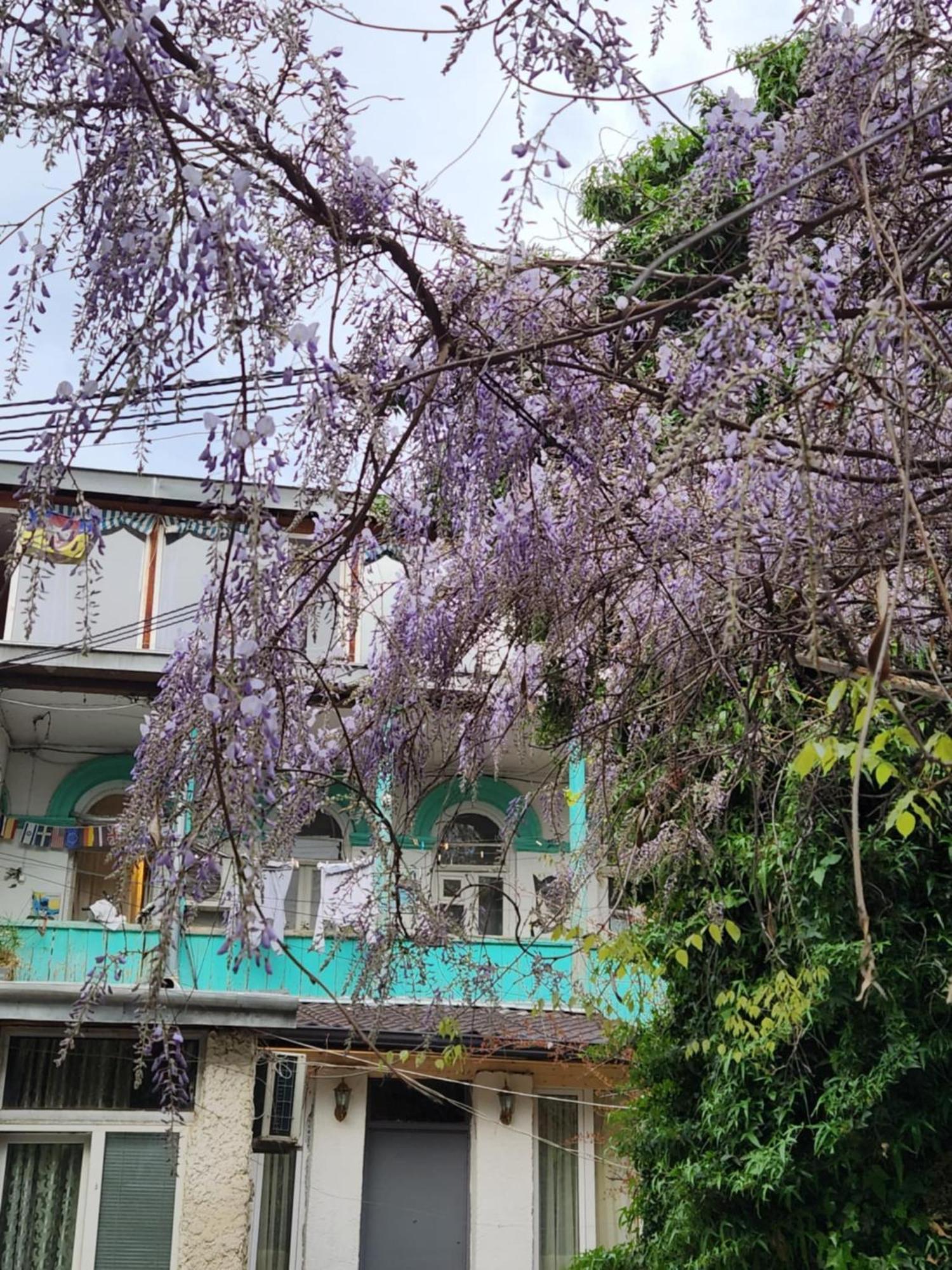 Green Stairs Guest House Tbilisi Eksteriør bilde